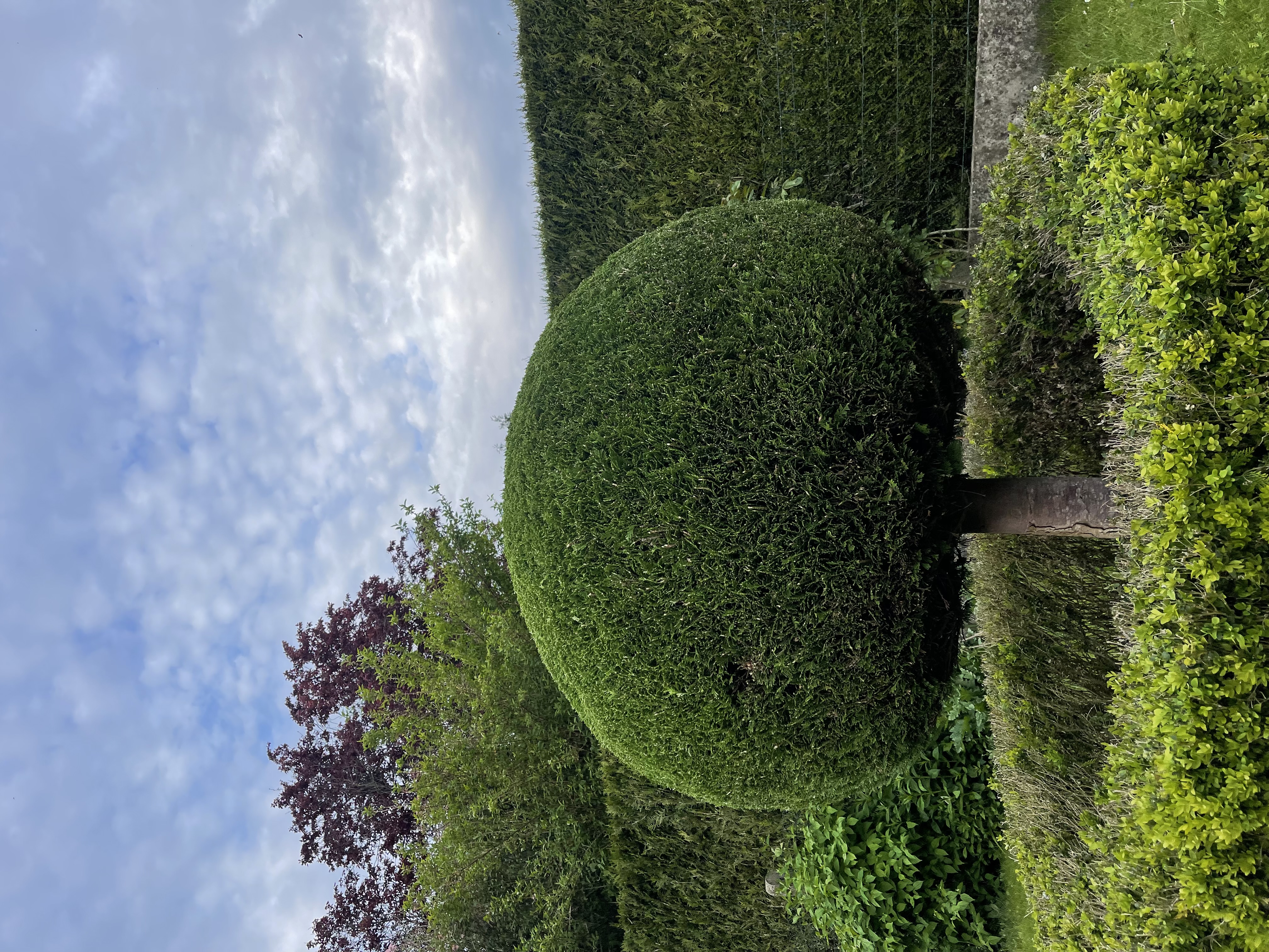 Professioneel snoeien van bomen en hagen