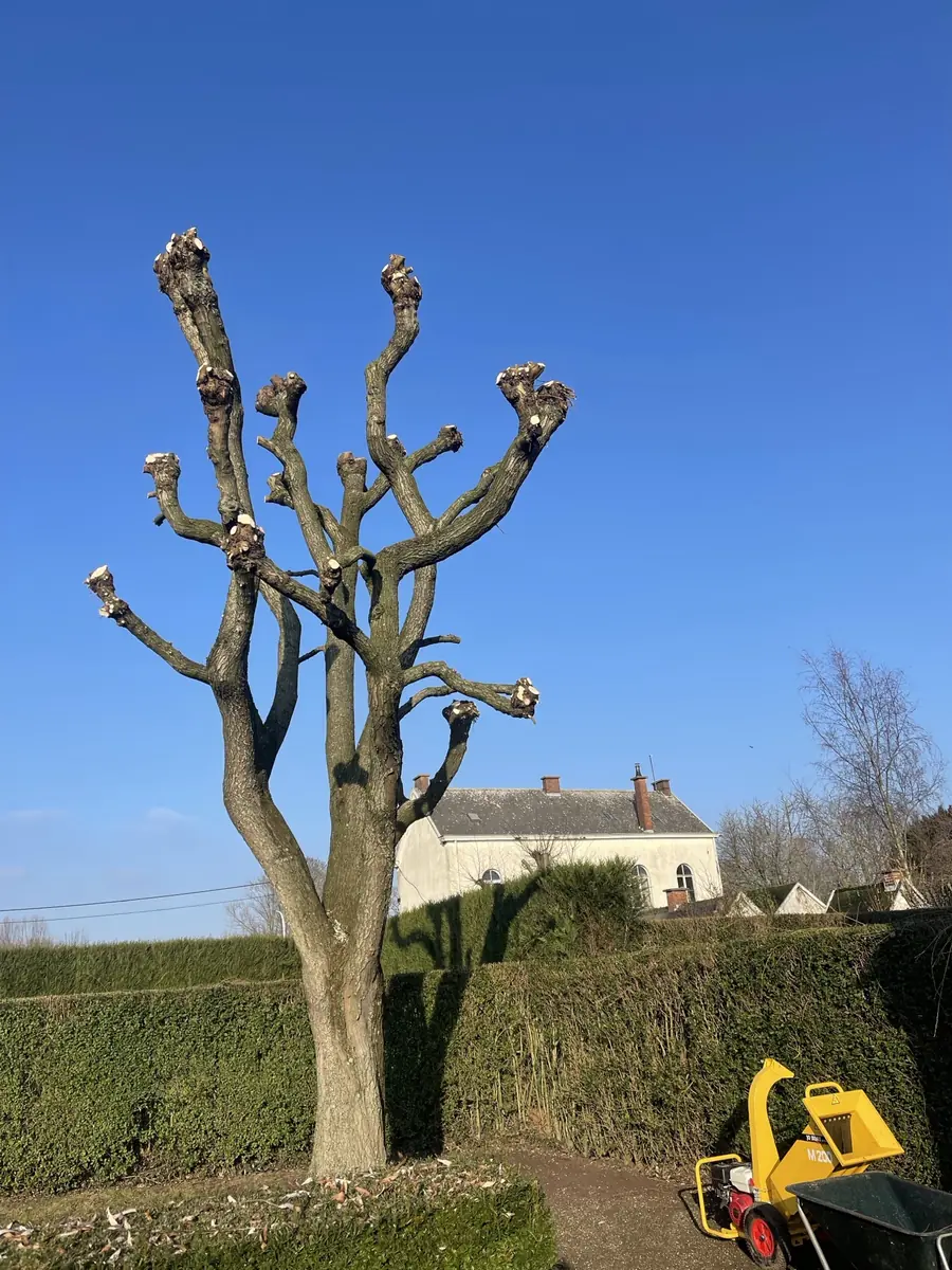 Na snoeien - Professioneel Snoeien Treurwilg