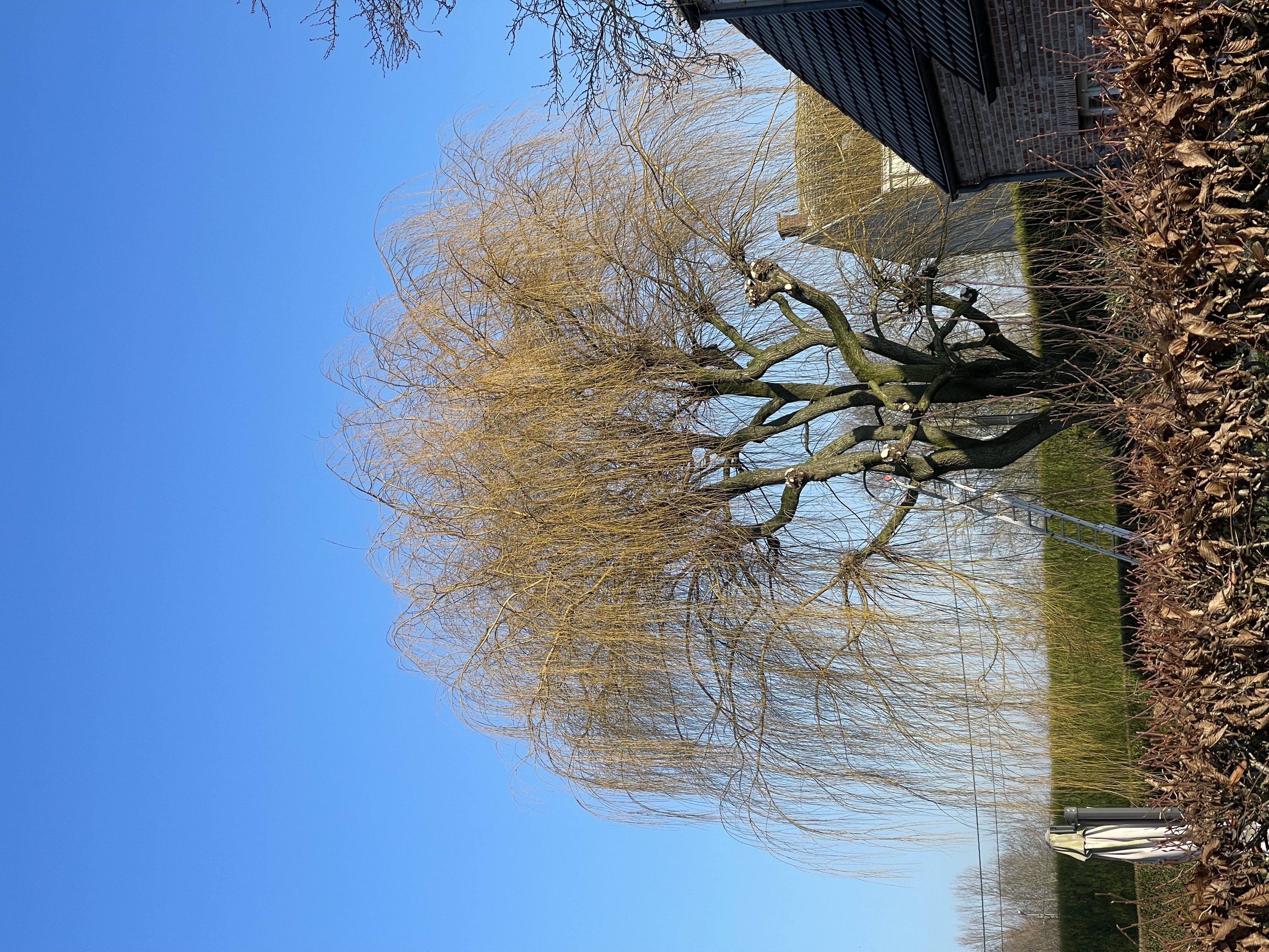 Voor snoeien - Professioneel Snoeien Treurwilg