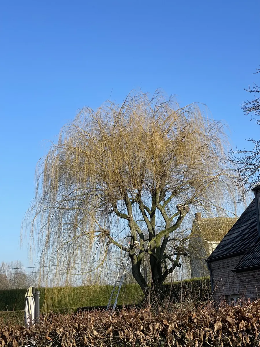 Voor snoeien - Professioneel Snoeien Treurwilg