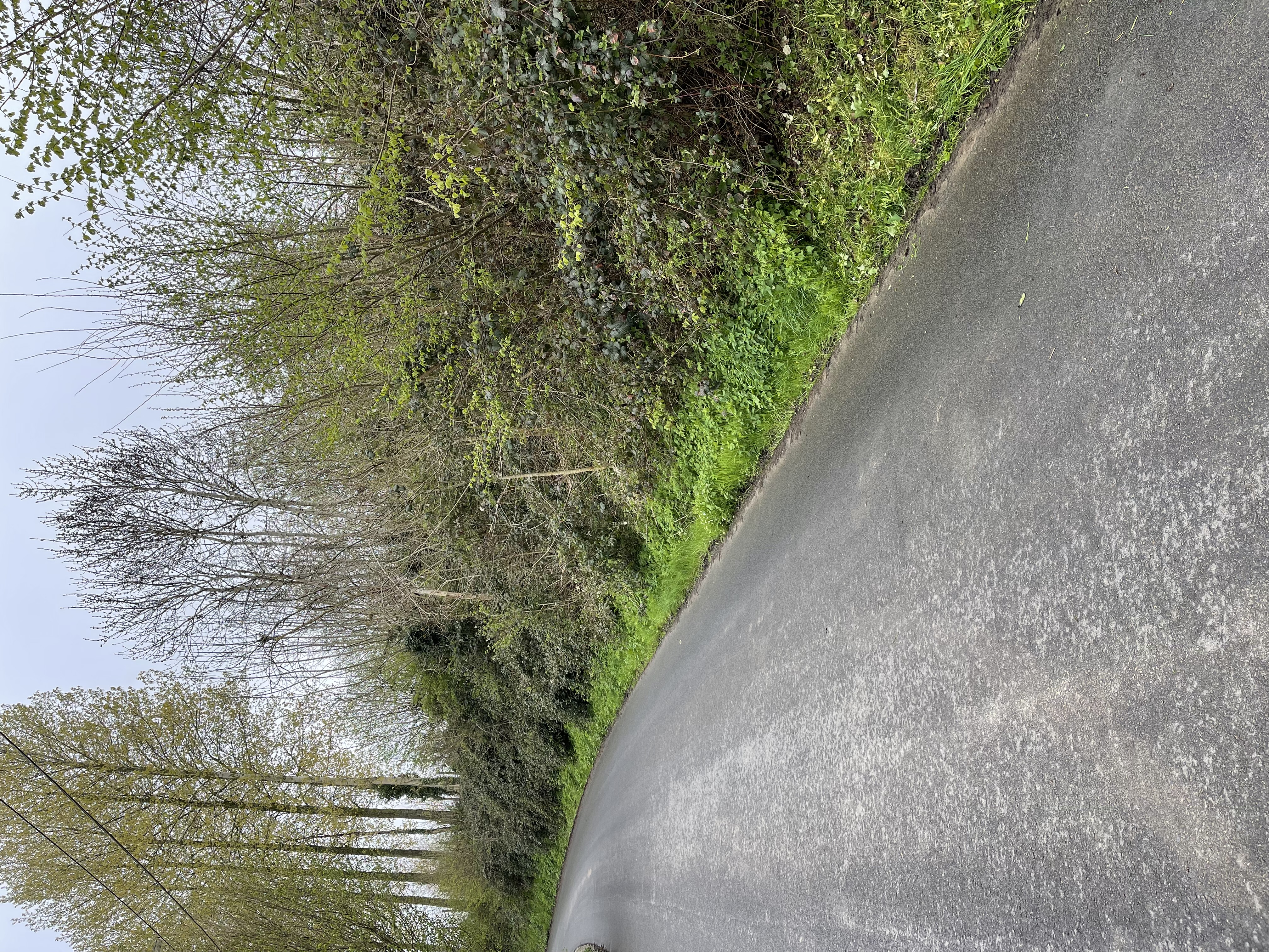 Voor onderhoud - Bermonderhoud Wegbeplanting